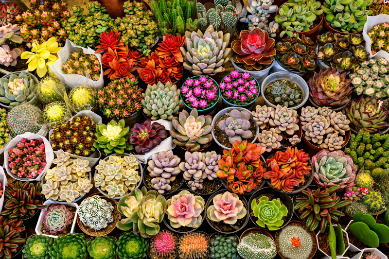 Markt Sukkulenten